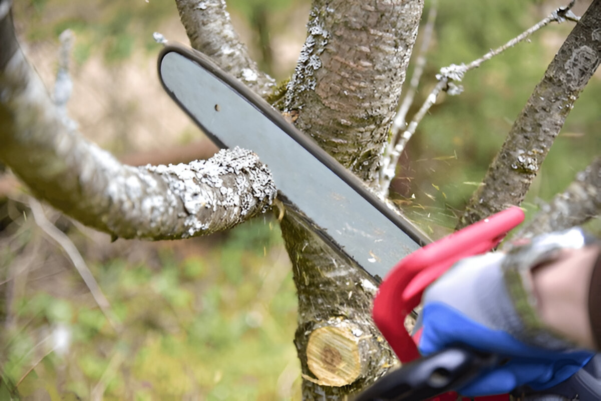 Tree Pruning